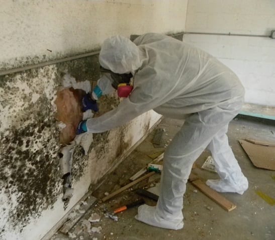 mold remediation work in NYC