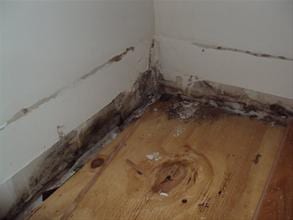 Mold Removal NYC