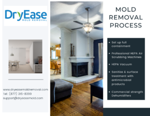 MOLD REMOVAL & HEALTHY HOMES NYC (2022) 