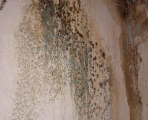 MOLD REMOVAL & HEALTHY HOMES NYC (2022)